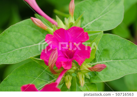 白色粉末花白花Oshiroibana 白色粉末花白花Oshiroibana 50716563