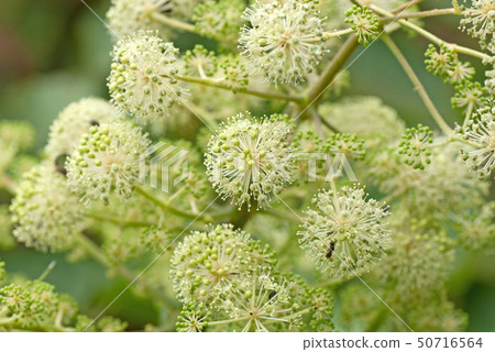 自我生命之花 50716564