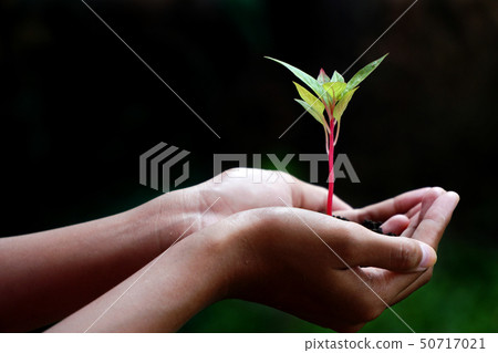 Plant in Hands, Human Hands Holding Young Plant 50717021