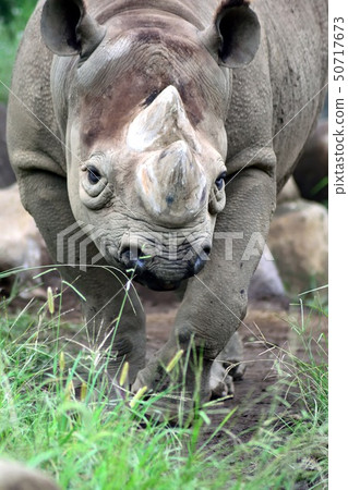 Higacyclo Rhino正面朝上 Higacyclo Rhino正面朝上 50717673