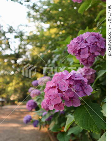 hydrangea   50717796