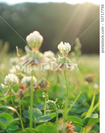 聚光燈 聚光燈 50717798