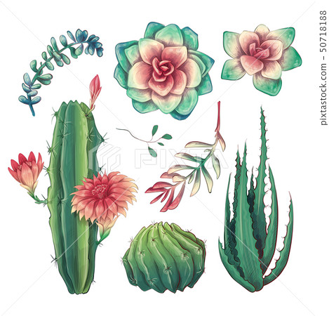 Hand drawn colorful cactuses and succulent set. 50718188