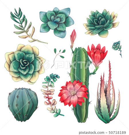 Hand drawn colorful cactuses and succulent set. Hand drawn colorful cactuses and succulent set. 50718189