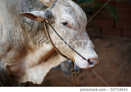 Gray beautiful sacred bull Zebu in India 50718641