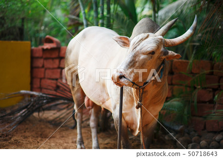 Gray beautiful sacred bull Zebu in India 50718643