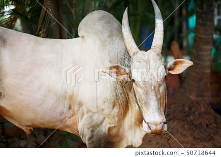 Gray beautiful sacred bull Zebu in India 50718644