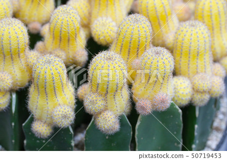 Flower Flower 50719453