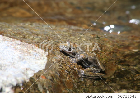 Red-headed frog 50719545