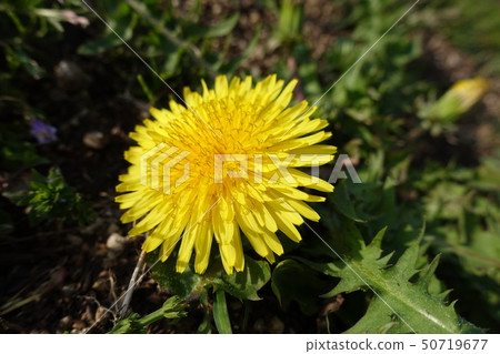  Dandelion 50719677