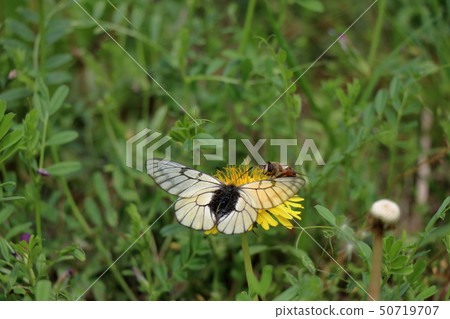 烏斯巴蠶（Usu Barge） 50719707