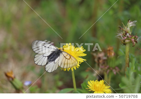 烏斯巴蠶（Usu Barge） 50719708