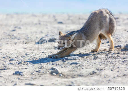 Fox in Patagonia 50719823