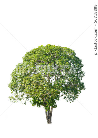 Trees isolated on white background. 50719899
