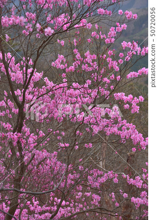 Aka Yashio Blooming at Narushiyama Aka Yashio Blooming at Narushiyama 50720056