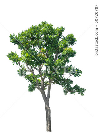 Trees isolated on white background. 50720787
