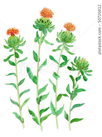 Carthamus Tinctorius Safflower Stock Illustration 50720812 Pixta