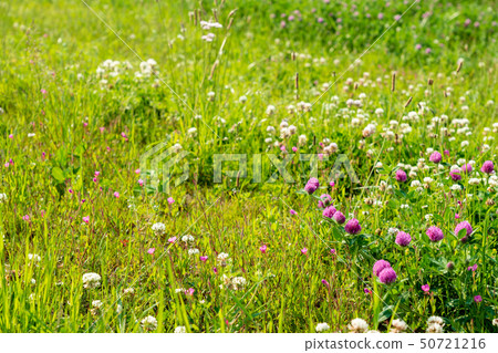 有春天花的一個大河床 50721216