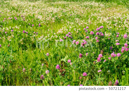 有春天花的一個大河床 50721217