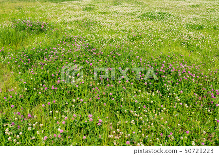 有春天花的一個大河床 50721223