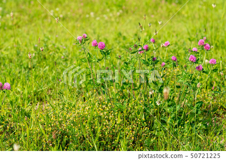 有春天花的一個大河床 50721225