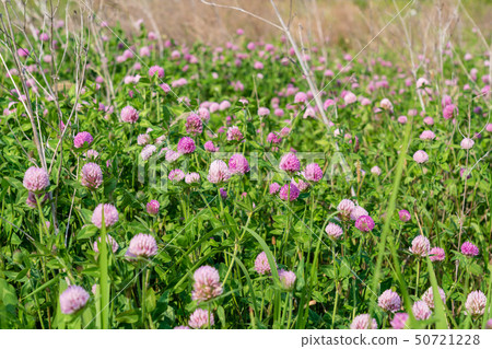 有春天花的一個大河床 50721228