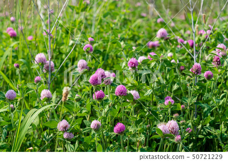 有春天花的一個大河床 50721229
