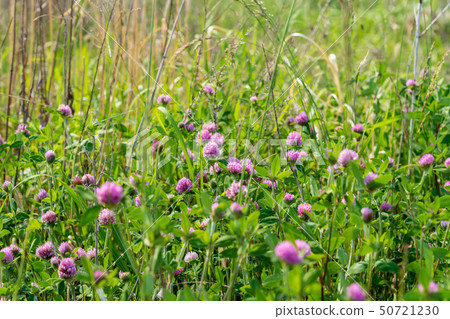 A large riverbed with spring flowers 50721230