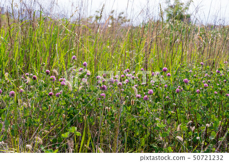 A large riverbed with spring flowers 50721232