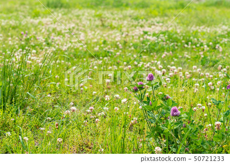A large riverbed with spring flowers A large riverbed with spring flowers 50721233