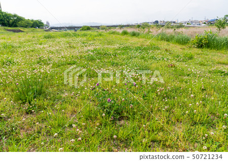 有春天花的一個大河床 50721234