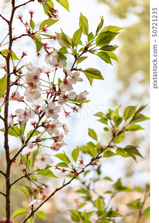 Cherry leaves 50721235