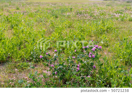 A large riverbed with spring flowers A large riverbed with spring flowers 50721238