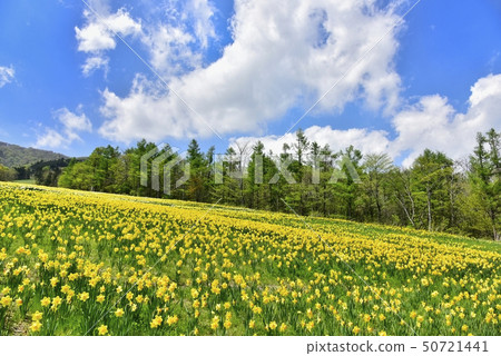 Narcissus flower field and fresh green forest of Nasu mount jeans ski area Narcissus flower field and fresh green forest of Nasu mount jeans ski area 50721441