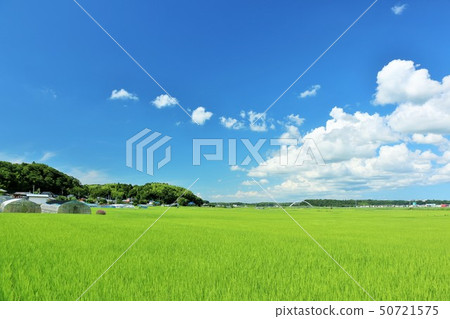夏天藍天和米領域 夏天藍天和米領域 50721575