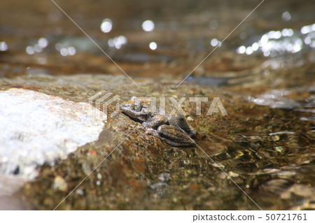 Red-headed frog 50721761
