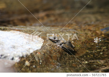 Red-headed frog 50721765