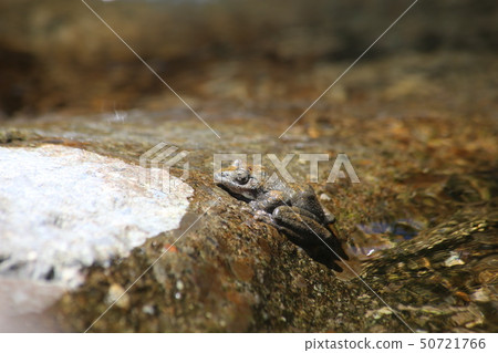 Red-headed frog 50721766