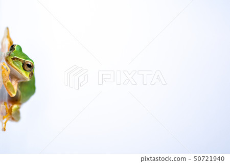 Tree frog Tree frog 50721940