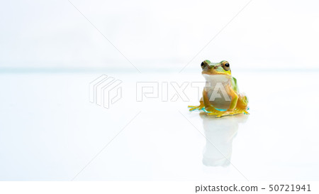 Tree frog 50721941