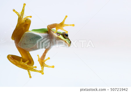Tree frog 50721942
