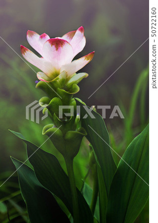 Siam Tulip Curcuma Alismatifolia Flower. 50722160