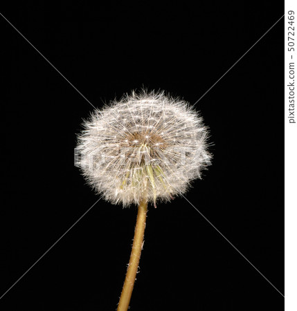 dandelion on black background 50722469