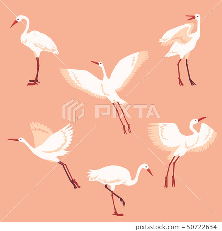 Vector hand drawn white crane birds set Vector hand drawn white crane birds set 50722634