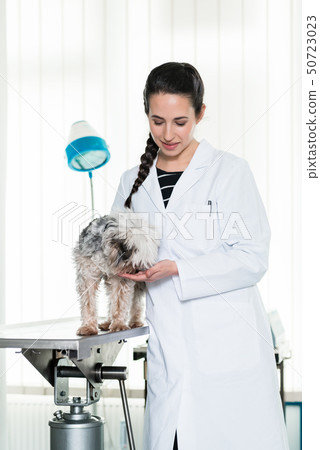 Veterinarian examining sick puppy 50723023