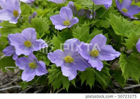 Shiraneoi開花在岩石庭院裡在Mt. Shirane索道頂部在日光 50723275
