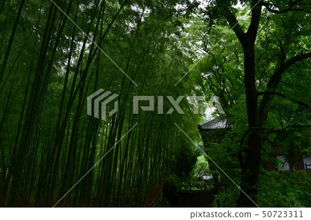 Ohirayama，櫪木市中間地面的竹森林 50723311