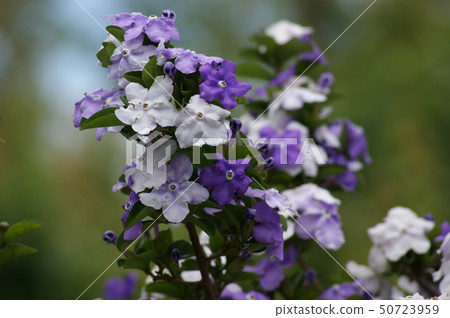 American Jasmine 50723959