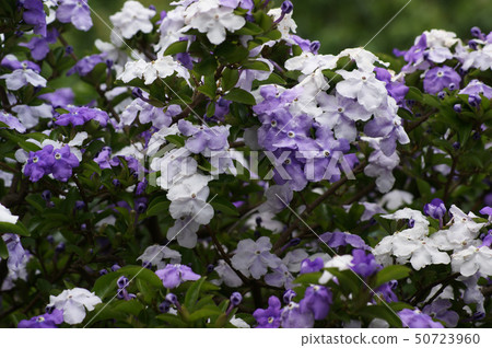 美國茉莉花 美國茉莉花 50723960