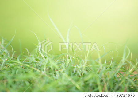 Bokeh Of Green Grass, Beauty Nature Background. Bokeh Of Green Grass, Beauty Nature Background. 50724679
